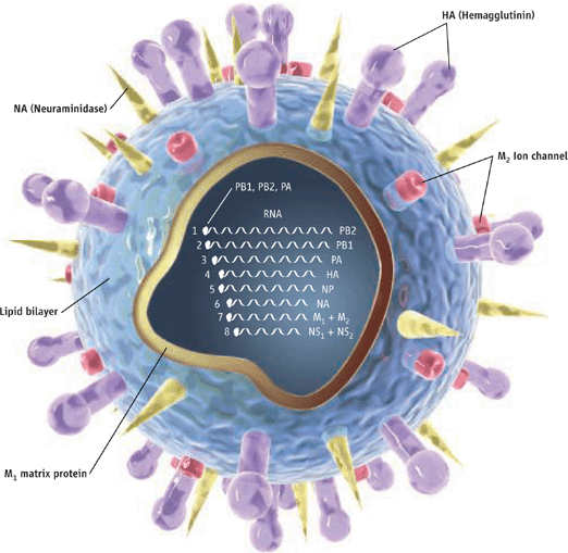 Molecular Dynamics of the Bird Flu Virus | Ohio Supercomputer Center