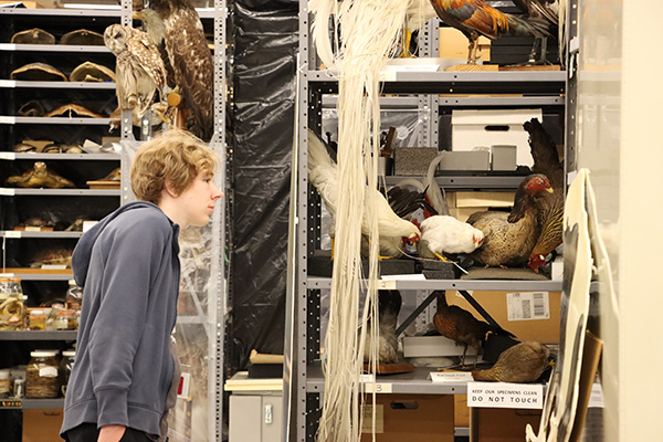 Student looking at preserved animals in the Ohio State Museum of Biological Diversity