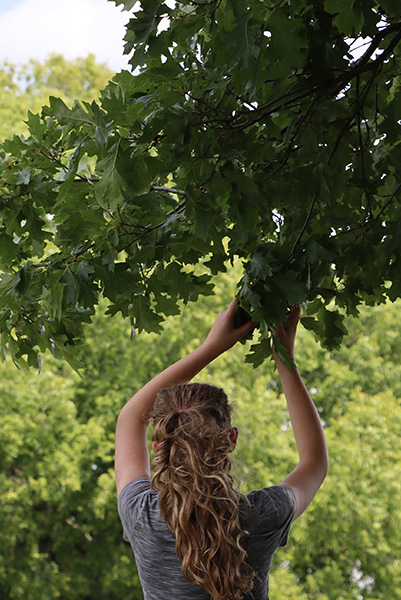 YWSI attendee at Chadwick Arboretum