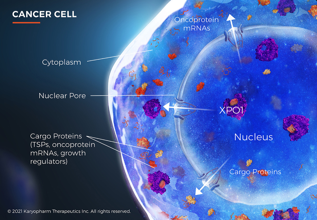 Illustration of the XPO1 protein