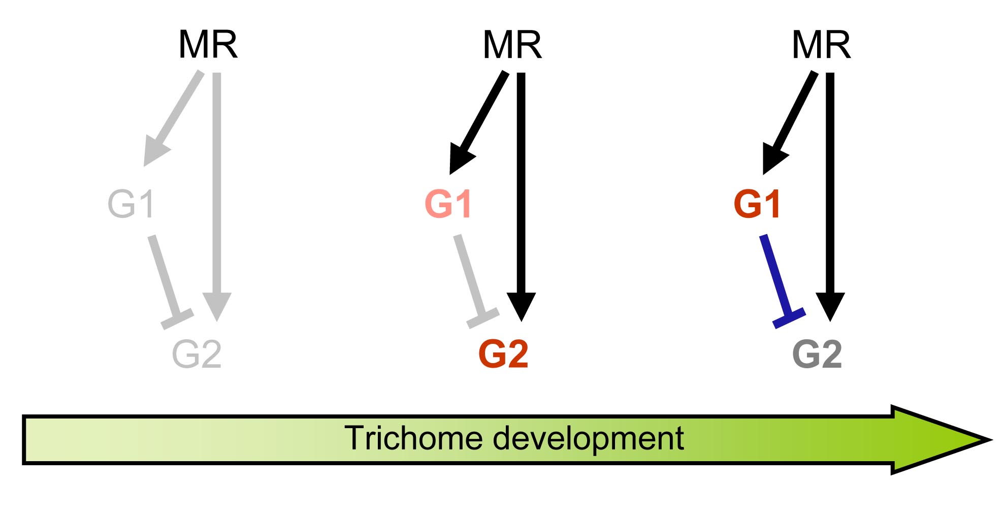 functional relationships of primary proteins