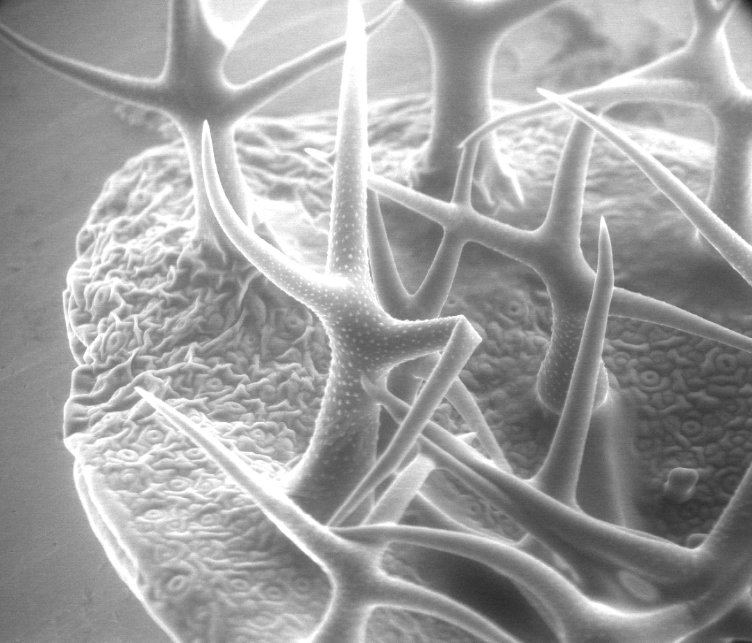 Arabidopsis thaliana trichomes