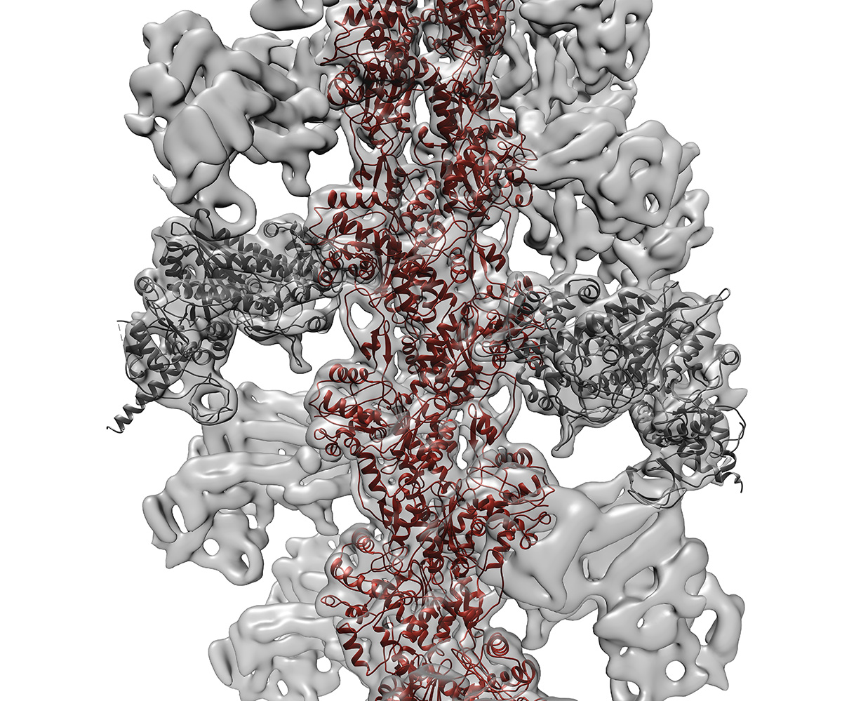 actomyosin-zoomed_in.jpg