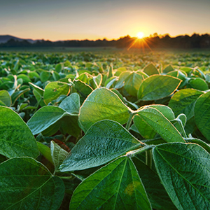 A closeup of a soy plant