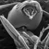 Electron microscope image of ant neck