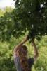 Student touching the leaves of a tree at Chadwick Arboretum. 