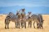 Zebras provide a model for studying how anthrax may be transmitted across wildlife communities.