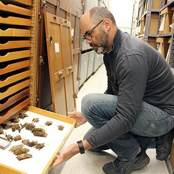 Bryan Carstens examines specimens in the lab. 