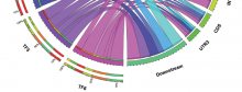 Distribution of binding sites for several transcription factors (TFs 1- 6) in the genome of maize