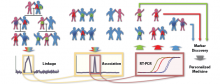 Illustration of genetic markers flow chart.