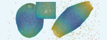 Simulation of two vesicles in equilibrium with surfactant molecules in solution