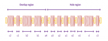 Illustration of ight and dark bands across the axis of the fibril.