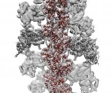 A visualization of myosin motors walking on filamentous actin tracks.
