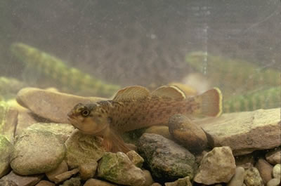 Good streams support of diversity of aquatic life