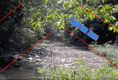 Good streams have vegetation along the banks that hold down soil and shade the stream.