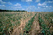 agricultural field